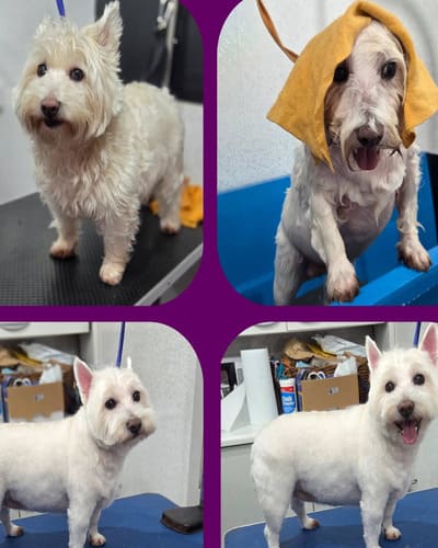 Glamour Pups Dog Grooming