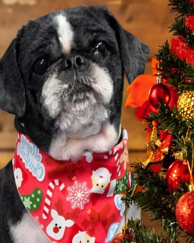 Glamour Pups Dog Grooming