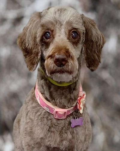 Glamour Pups Dog Grooming