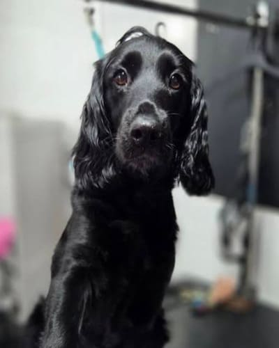 Glamour Pups Dog Grooming