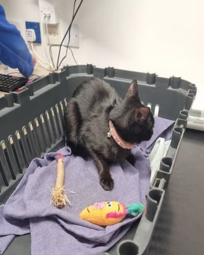 Abbey Veterinary Group (Chaddesden)