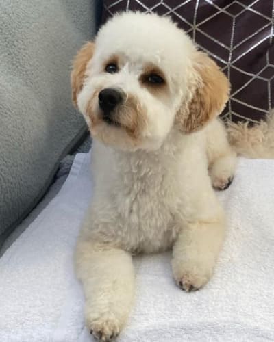 Abbey Veterinary Group (Chaddesden)