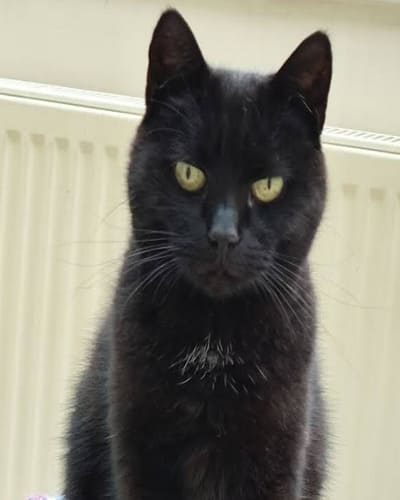 Abbey Veterinary Group (Chaddesden)