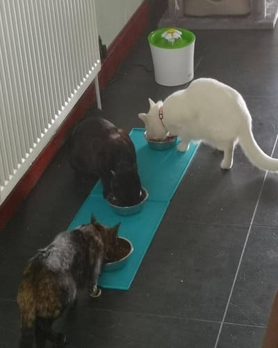 Abbey Veterinary Group (Chaddesden)