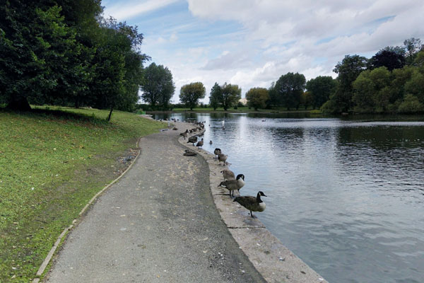Scenic lake view with ducks and natural surroundings in Derby