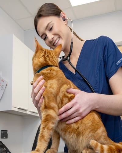 Ambivet Veterinary Centre