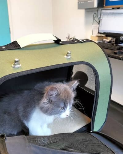 Easipetcare - Veterinary Clinic