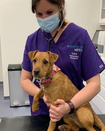 Highfields Vets