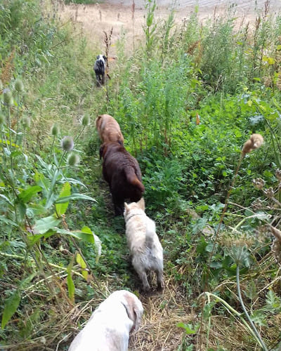 Hot to Trot Dog Walking & Grooming