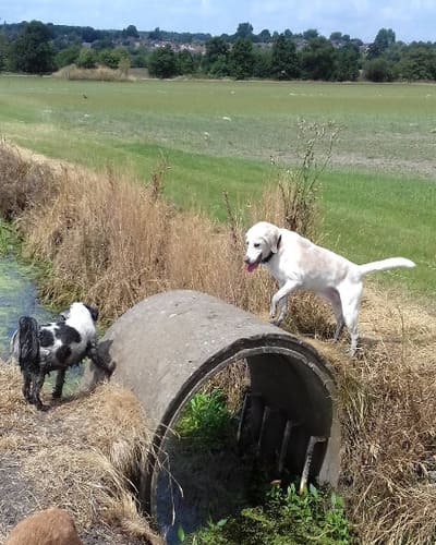 Hot to Trot Dog Walking & Grooming