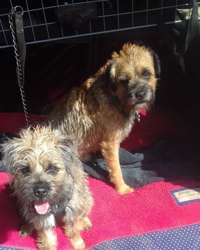 Hot to Trot Dog Walking & Grooming