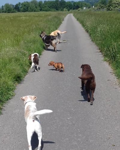 Hot to Trot Dog Walking & Grooming