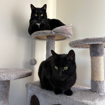 Meow & Small Paws At Home