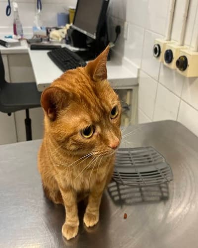 PDSA Pet Hospital