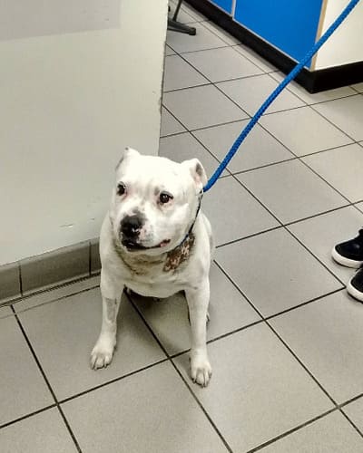 PDSA Pet Hospital