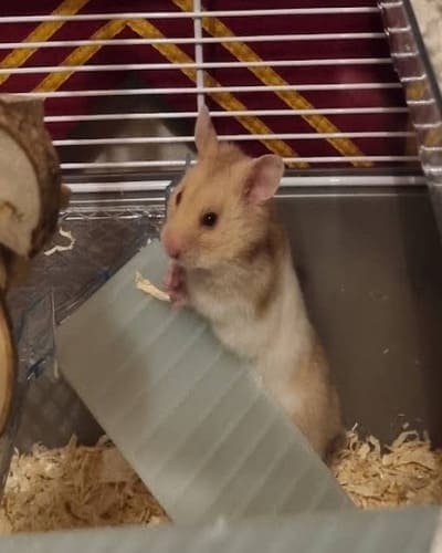 Pets at Home (Chaddesden)
