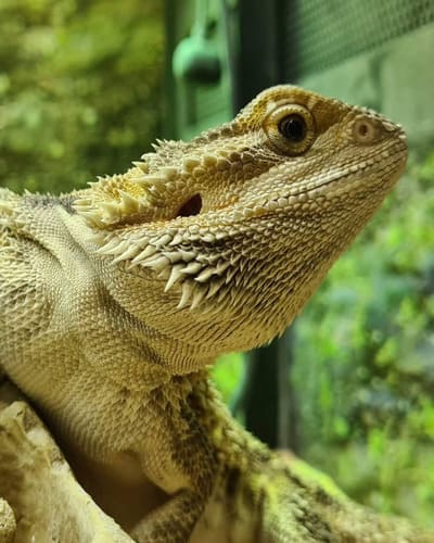 Pets at Home (Chaddesden)