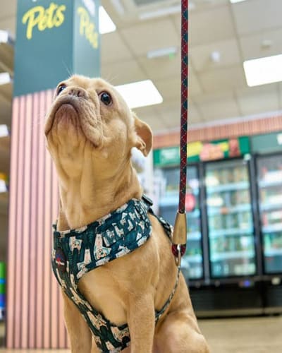Pets & Friends Littleover