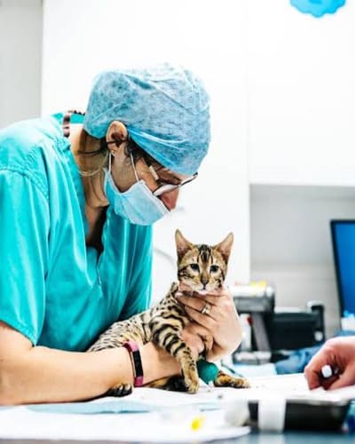 Scarsdale Vets - Allestree