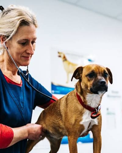 Scarsdale Vets - Allestree
