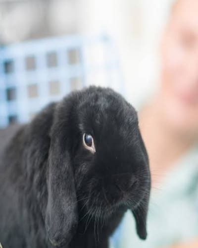 Scarsdale Vets - Chellaston