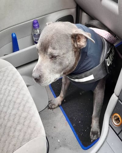 Scarsdale Vets - Chellaston