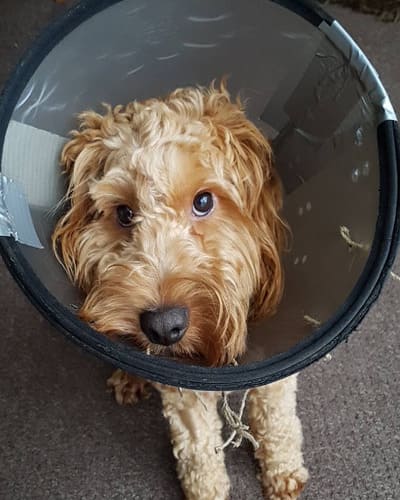 Scarsdale Vets - Mickleover