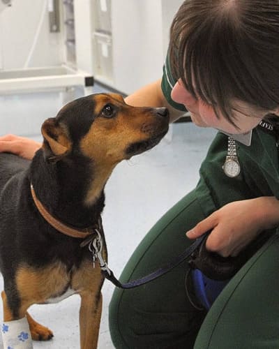 Scarsdale Vets - Pride Park