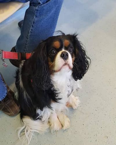 Scarsdale Vets - Pride Park