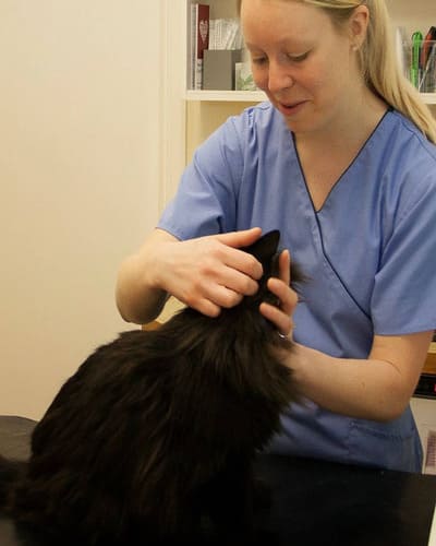 Scarsdale Vets - Veterinarian in Hilton