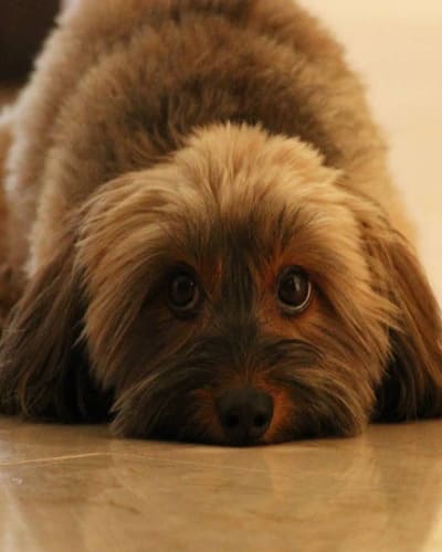 Scarsdale Vets - Veterinarian in Hilton