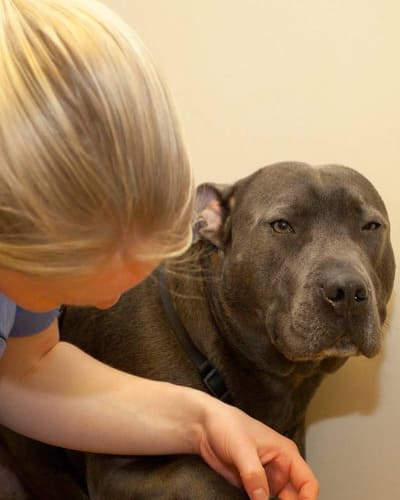 Scarsdale Vets - Veterinarian in Hilton