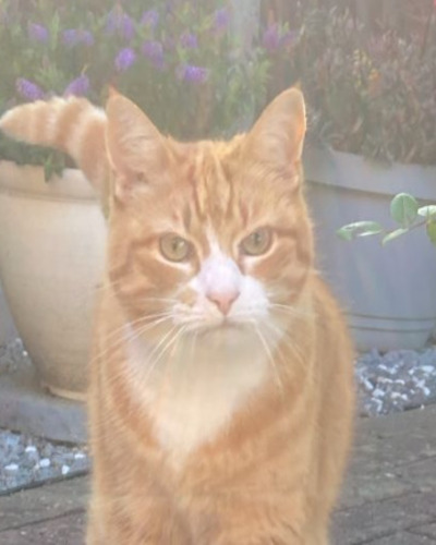 The Cat Butler Derby - Cat Sitting Service