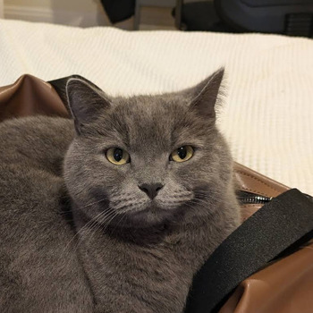 The Cat Butler Derby - Cat Sitting Service