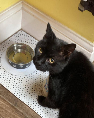 The Cat Butler Derby - Cat Sitting Service