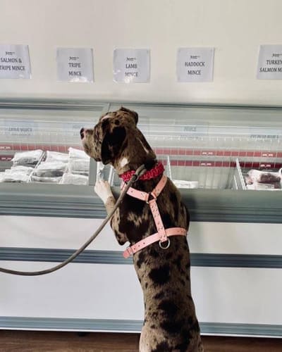 The Raw Pet Store
