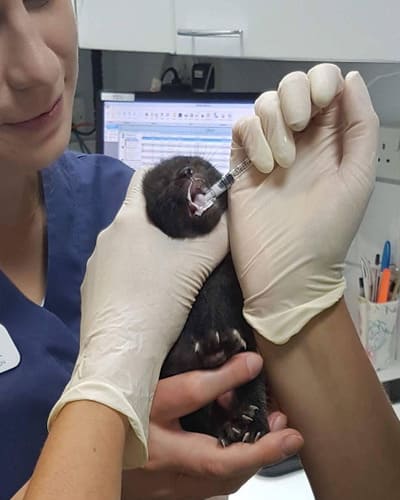Vets for Pets - Chaddesden