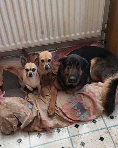 Vets for Pets - Chaddesden