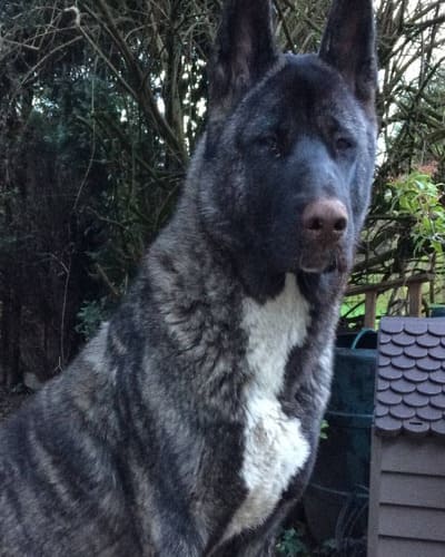 Vets for Pets - Chaddesden