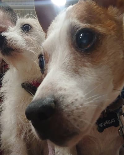 Vets for Pets - Chaddesden