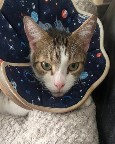 Vets Now Emergency