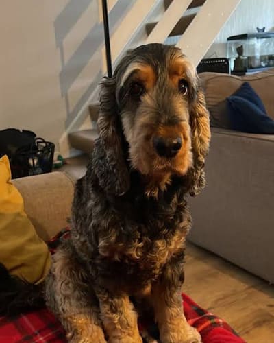 Vets Now Emergency