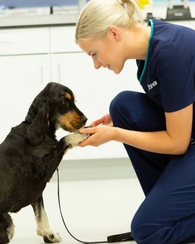 Vets Now Emergency