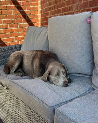 We Love Paws - Dog Walker, Pet Sitter & Home Boarder
