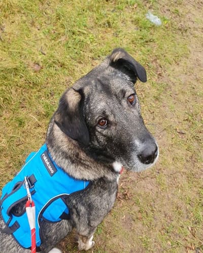 We Love Paws - Dog Walker, Pet Sitter & Home Boarder