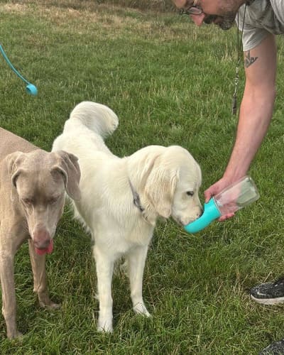 We Love Paws - Dog Walker, Pet Sitter & Home Boarder