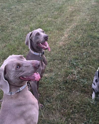 We Love Paws - Dog Walker, Pet Sitter & Home Boarder
