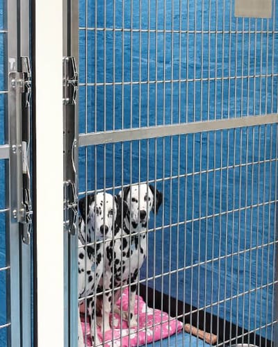 White Cross Vets