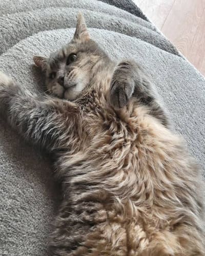 Wow Miaow