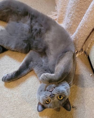 Wow Miaow